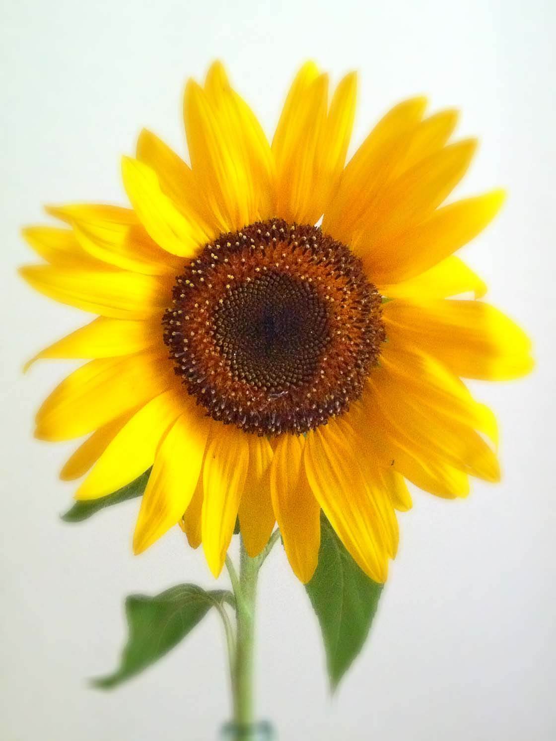 Flower iPhone Photo Editing 6