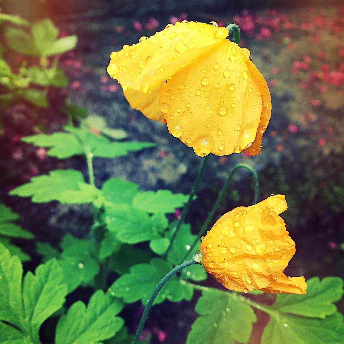 iPhone Flower Photography 20