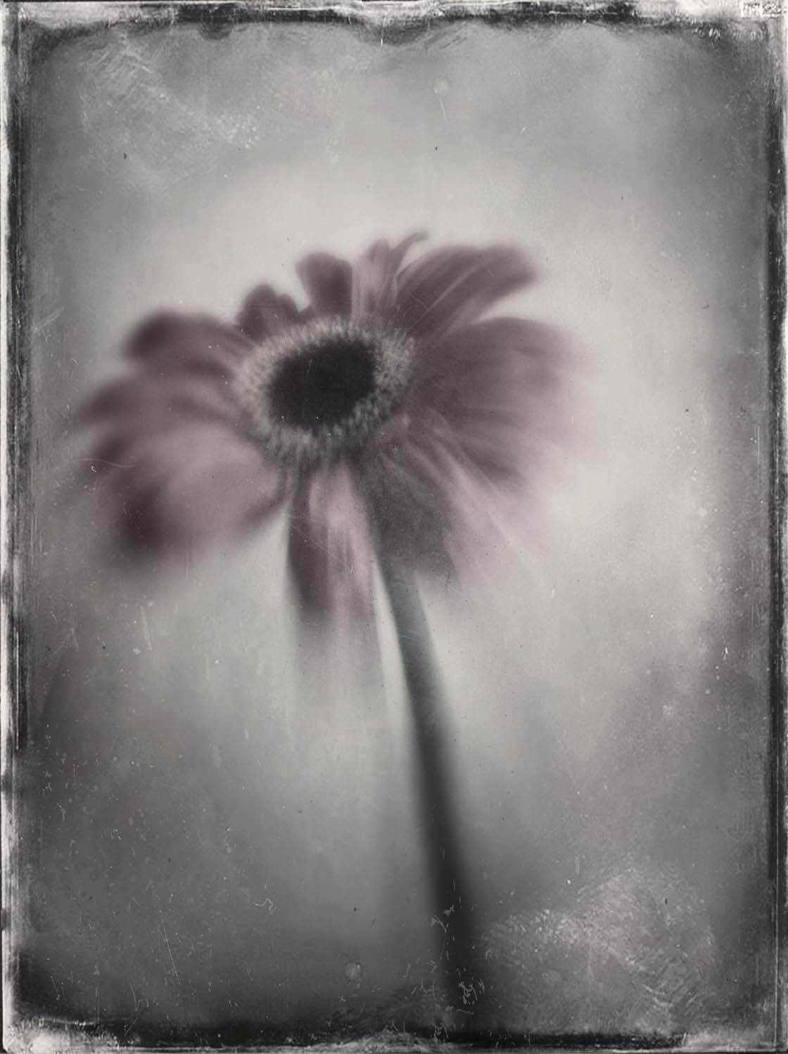 Flower iPhone Photo Editing 27