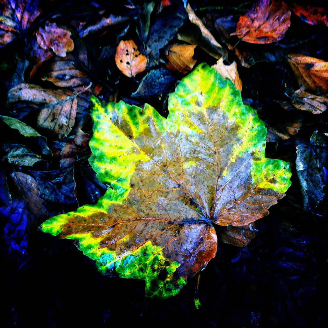 iPhone Photos of Leaves 26