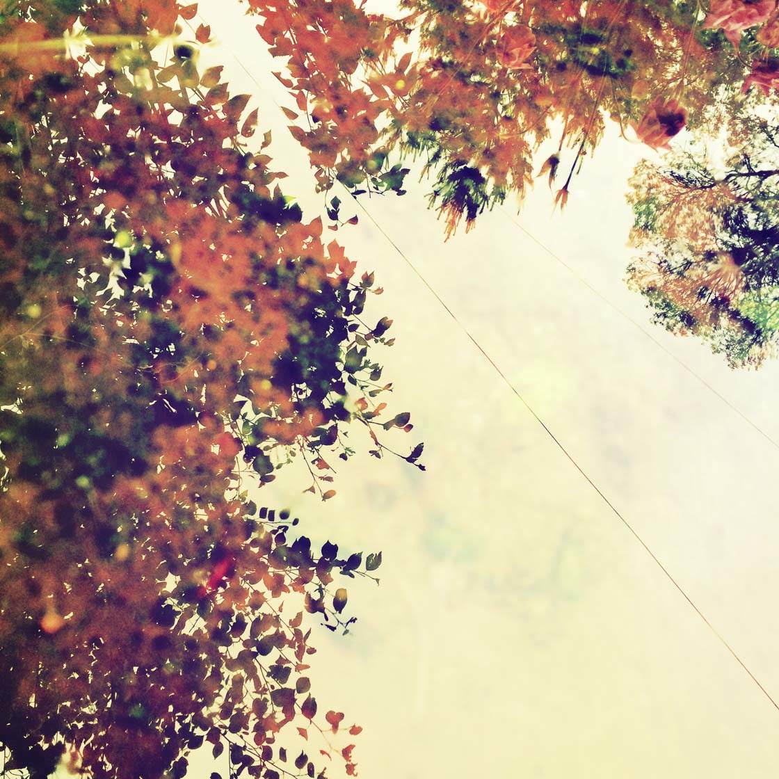 iPhone Фото листьев 16