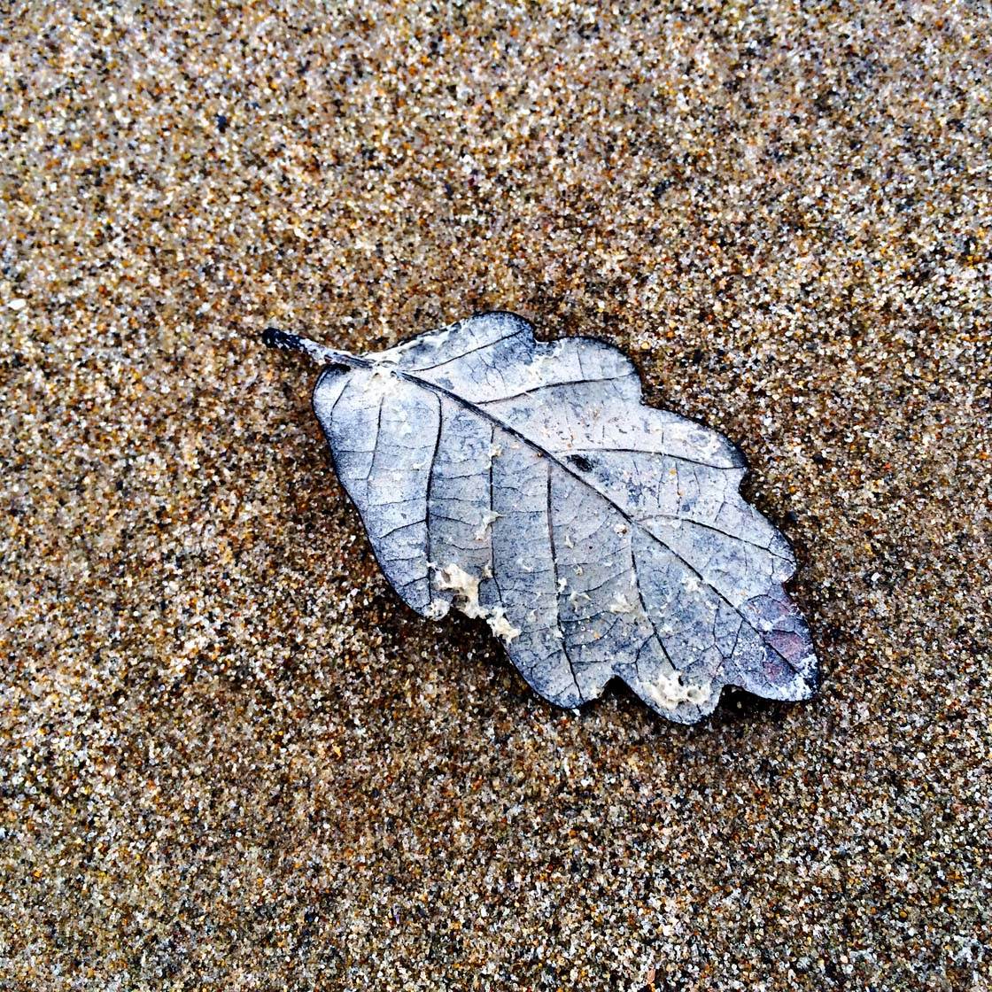 iPhone Photos of Leaves 20