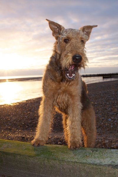 Фотография собаки на пляже на фоне заходящего солнца