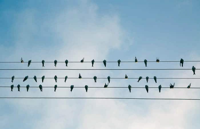 Силуэты птиц, сидящих на 5 проводах электропередач на фоне голубого неба - цифровая фотография для начинающих