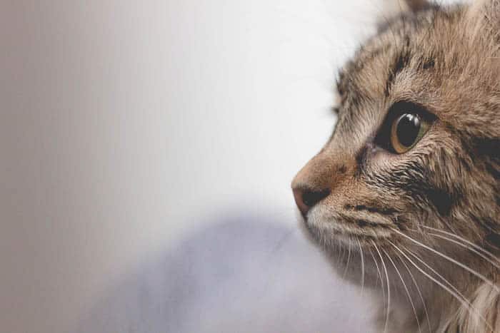 Портрет кошачьей морды, демонстрирующий использование подводок в фотографии