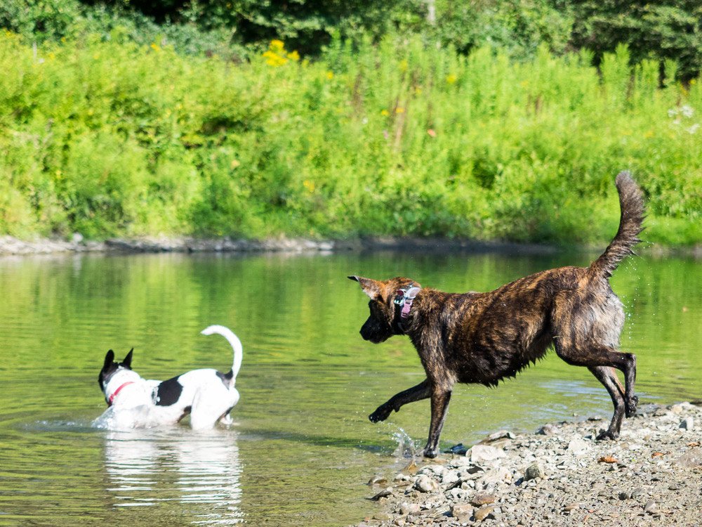 Фотография двух собак, бегущих в озеро с зеленью на заднем плане