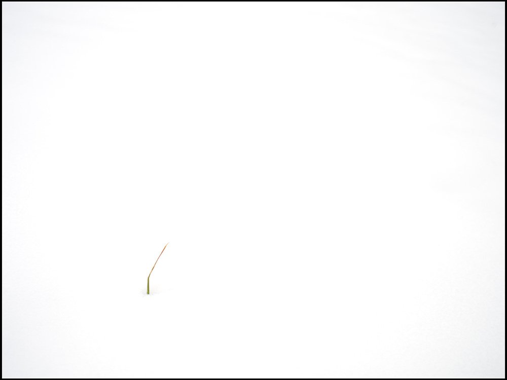 одинокая травинка на белом фоне символизирует измерение вашего роста как профессионального фотографа