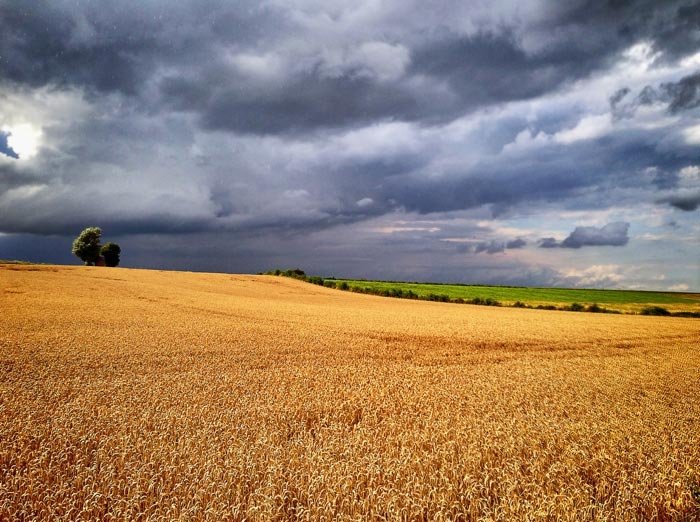 Пшеничное поле в грозовую погоду