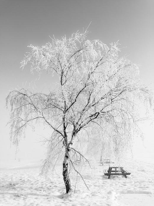 Дерево с обмороженными ветвями стоит в заснеженном парке