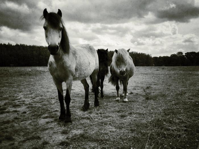 Черно-белая фотография двух пони в поле