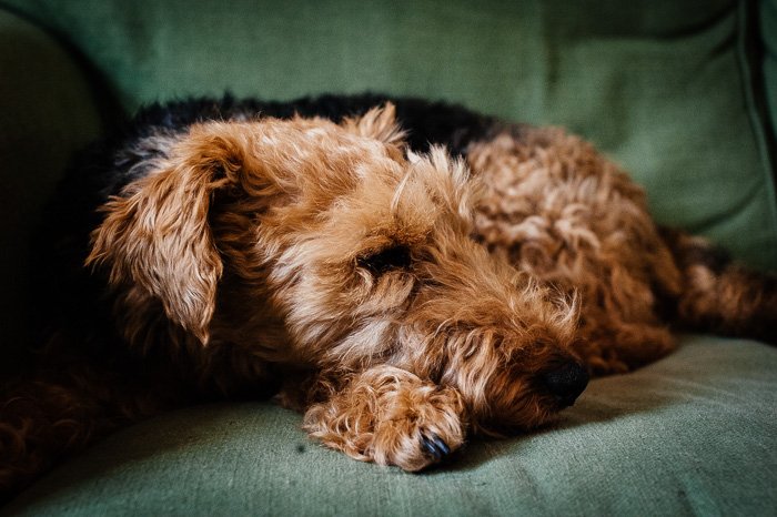 Милая фотография коричневой собаки на диване, сделанная со средним мелким фокусом