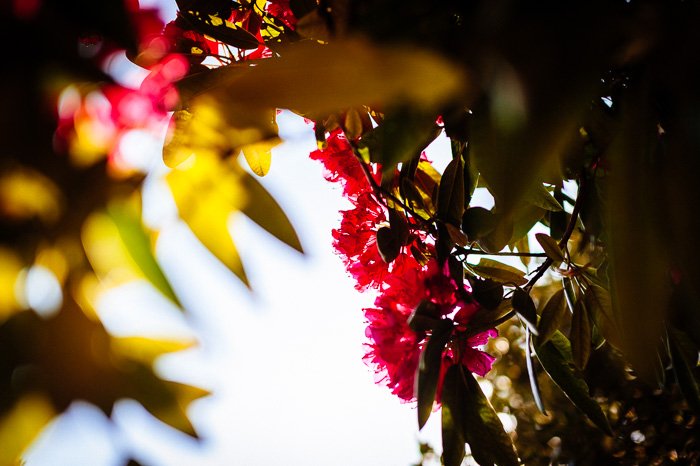 Красочные осенние листья с эффектом боке на переднем плане, снятые объективом 50 мм