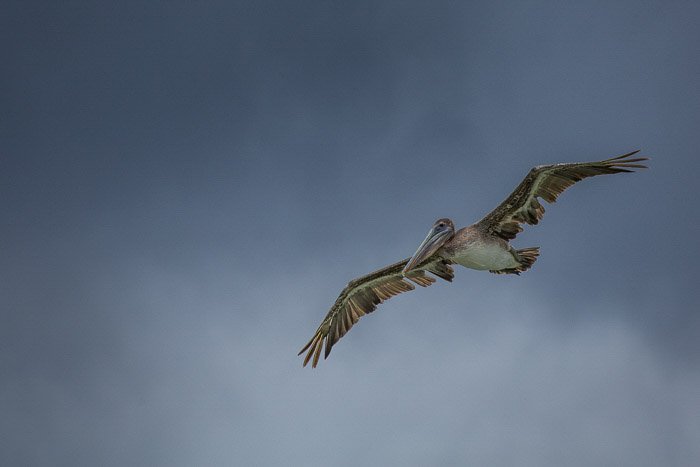 Большая птица пеликан в полете