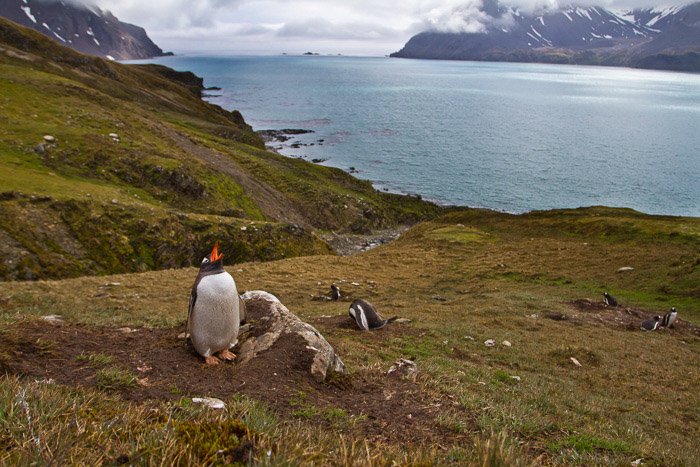 пингвины в среде обитания с морем на заднем плане