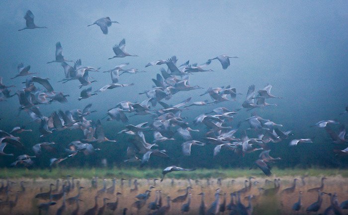 Фотография большой стаи птиц, летящих при слабом освещении
