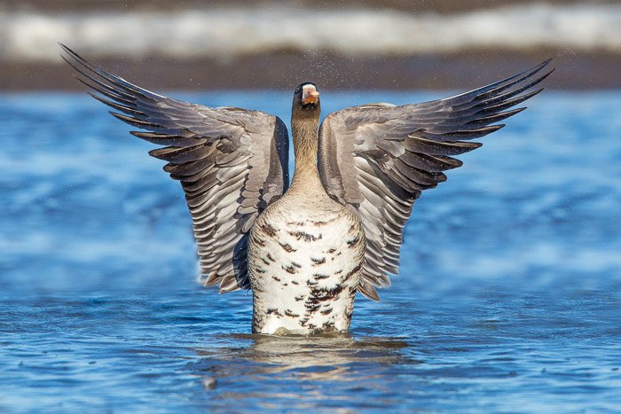 Классный птичий портрет большой утки в воде, расправившей крылья