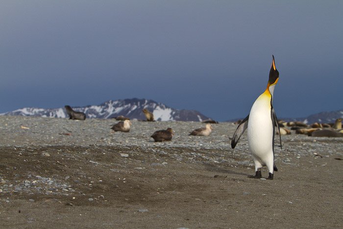 пингвин в среде обитания с другими животными на заднем плане