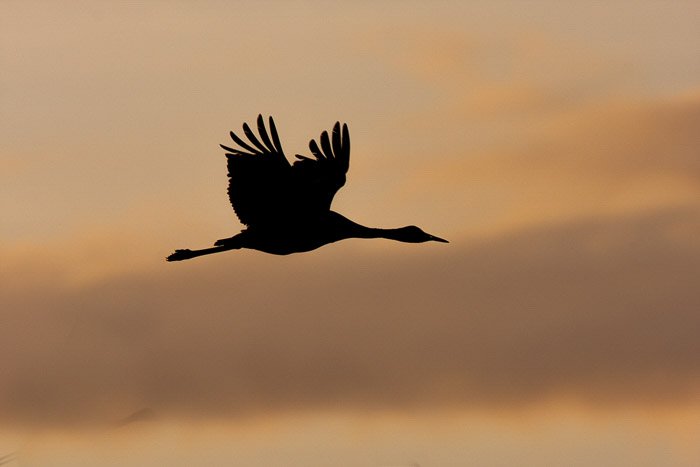 Силуэтное изображение птицы, летящей на фоне облачного вечернего неба при слабом освещении