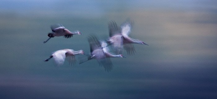 Четыре птицы в середине полета с размытием движения