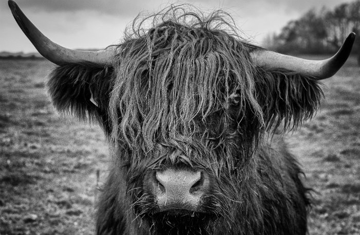 Черно-белая фотография шотландского высокогорного быка, демонстрирующая текстуру меха