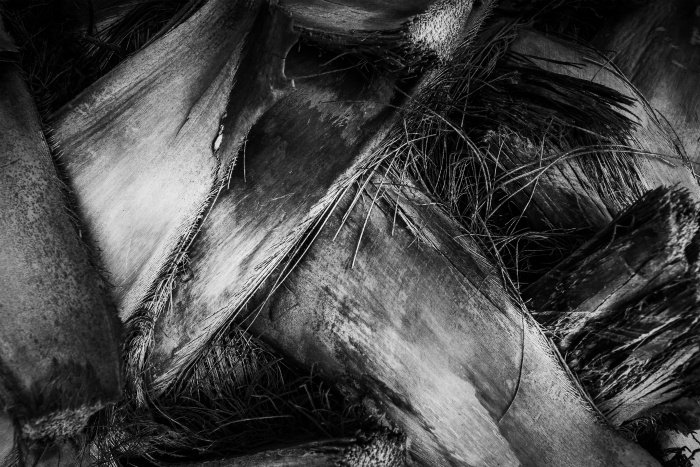 Черно-белая фотография стебля пальмы крупным планом, демонстрирующая текстуру растения