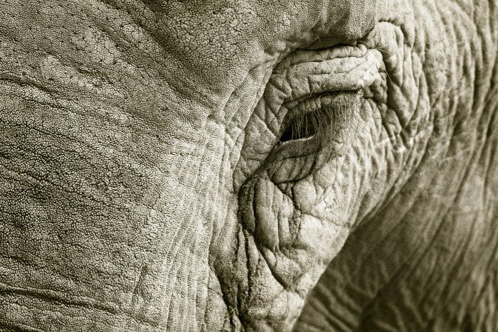 Черно-белая фотография крупным планом или морда слона