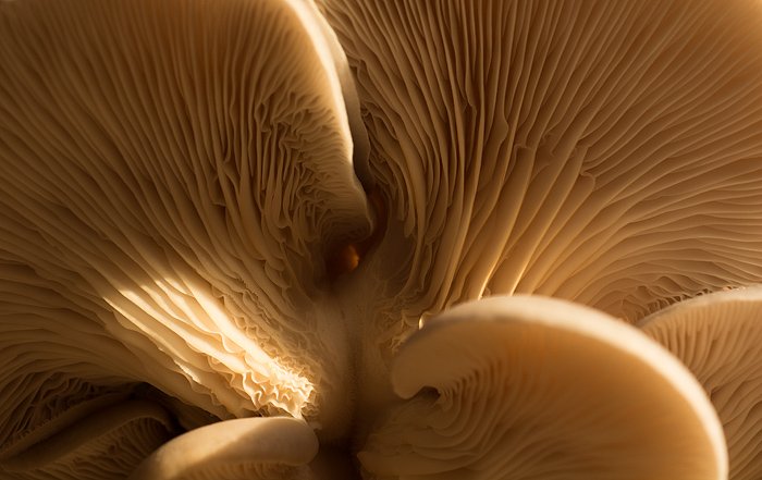 Крупный план естественного монохромного изображения нижней стороны гриба