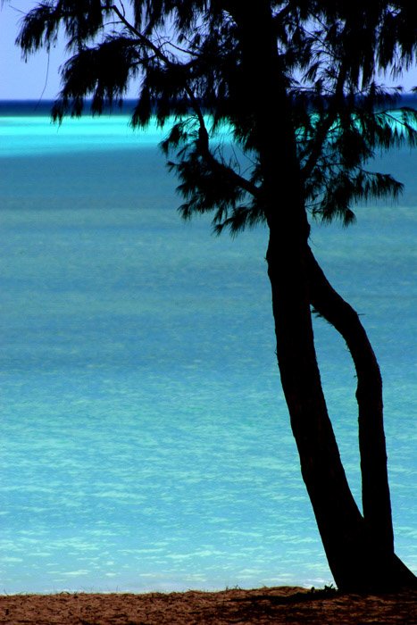 Прибрежная фотография: дерево в силуэте на фоне ярко-голубой воды