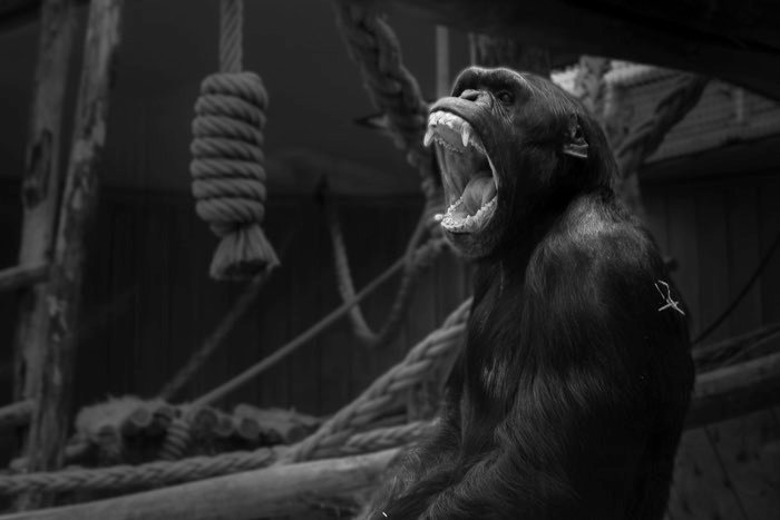 Размытие фона в Lightroom: Окончательная версия изображения гориллы в зоопарке, отредактированная в Lightroom