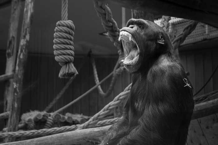 Размытие фона в Lightroom: Черно-белое изображение гориллы с отвлекающим фоном