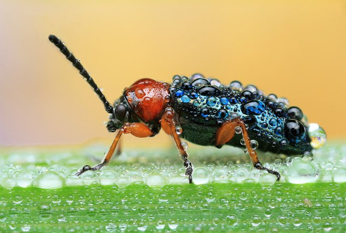 Боковой вид красного жука на мокром листе. Пример макросъемки.