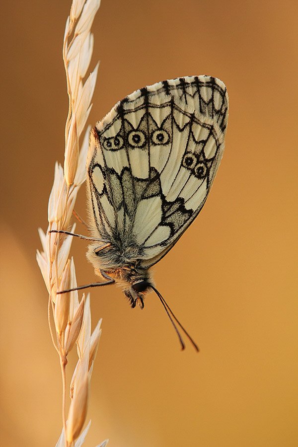 Зеленая бабочка, сидящая вертикально на стебле пшеницы. Пример макросъемки.