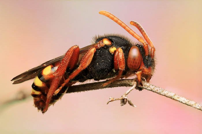 Крупный план насекомого, сидящего на ветке