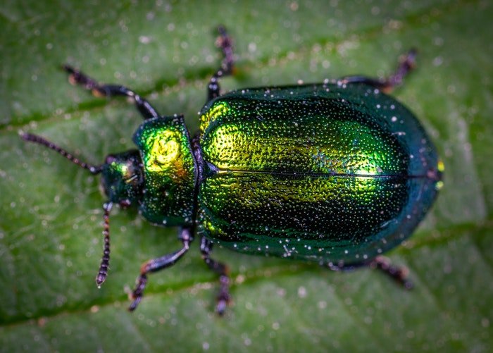 макросъемка зеленого жука на листе