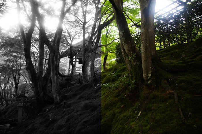 Изображение леса с разделенным экраном, показывающее как черно-белое, так и цветное