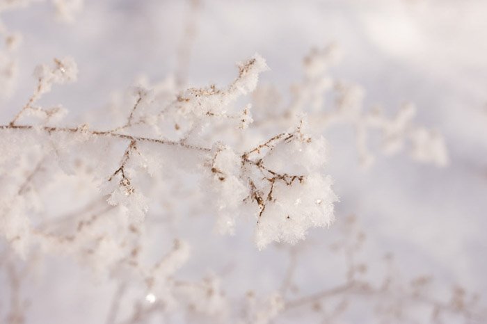 Макросъемка кристаллов льда на ветке дерева в зимней сцене,