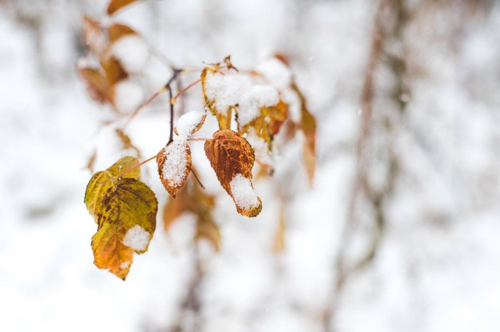 Макро крупным планом коричневых листьев на замерзшем дереве в заснеженном лесу - зимняя пейзажная фотография