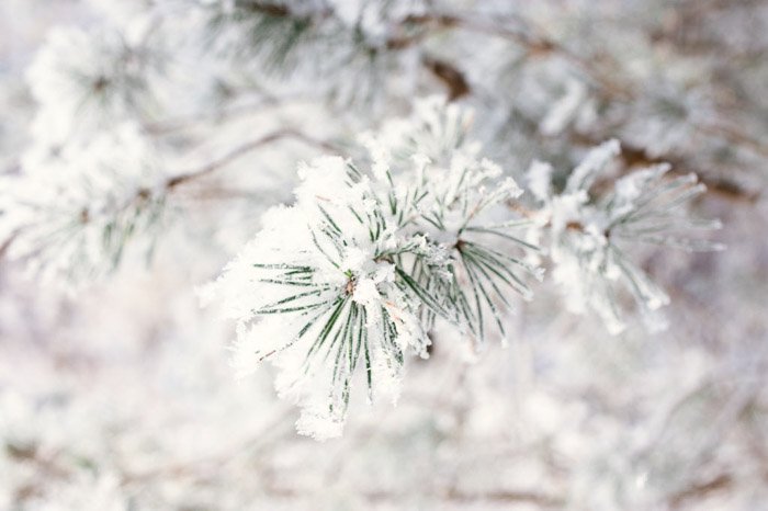 Сосновые иголки, припорошенные снегом при макросъемке в зимней обстановке - зимние пейзажи