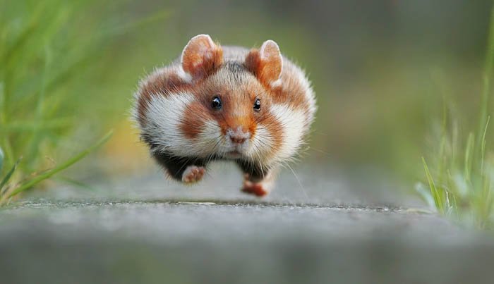 крупный план крошечного хомячка, бегущего к камере фотографа