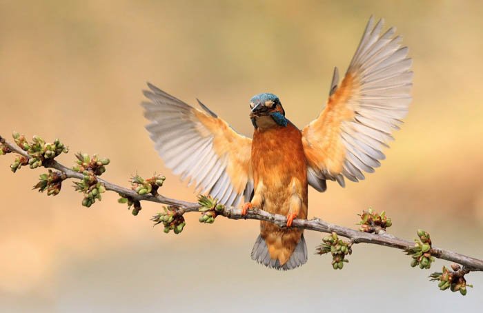 Фотоснимок колибри с распростертыми крыльями