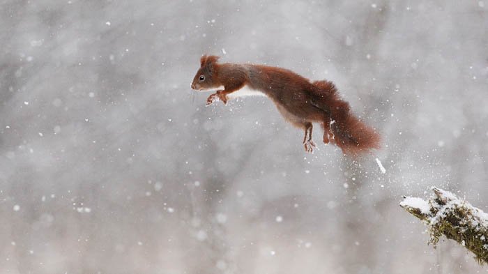 winter wildlife action photo of the squirrel jumping off the branch
