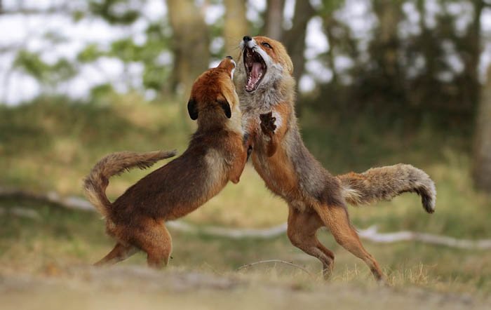 wildlife action photography of two foxes mi-fight over territory