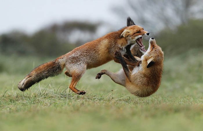 Две лисицы сфотографированы в середине схватки