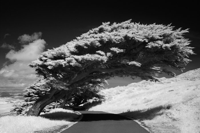 Фотография дерева, склонившегося над тропинкой для черно-белой фотографии