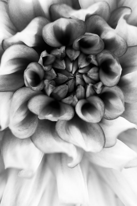 крупный план центра цветка, снятый в черно-белом цвете