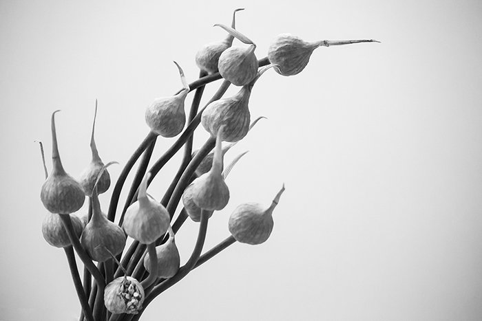 Изображение цветка в черно-белом цвете, как часть фотографии натюрморта