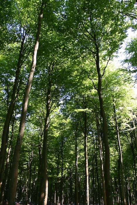 Светлый и воздушный лесной фотоснимок с использованием ведущих линий в композиции фотографии