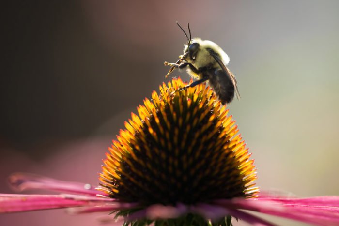 Крупный план пчелы в центре цветка