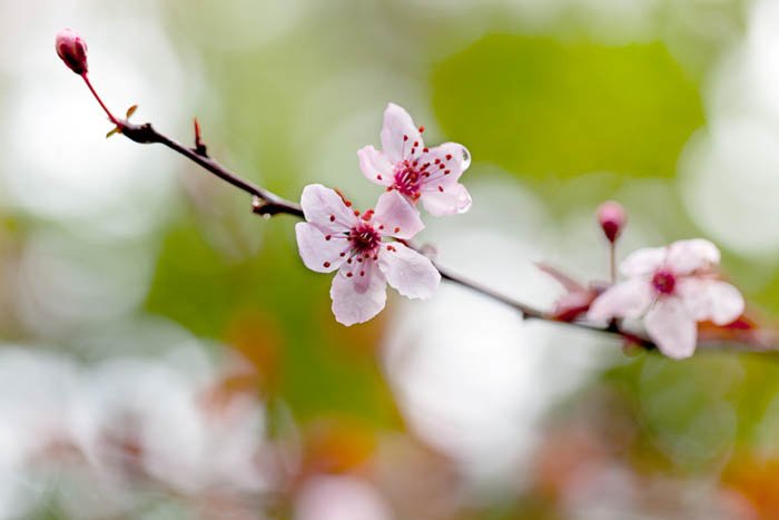 Крупный план цветущей сакуры