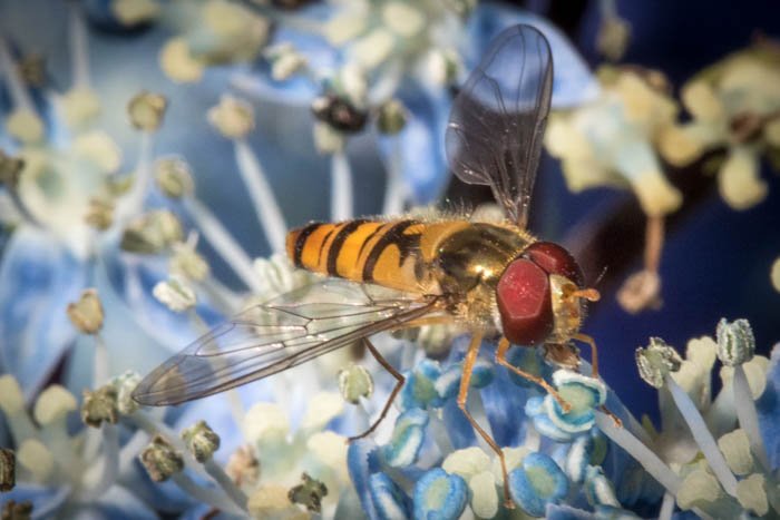 Макросъемка крупным планом осы на цветке